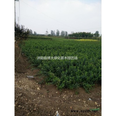 供应碧桃小苗高度100-150公分，紫叶桃小苗、紫叶碧桃小苗