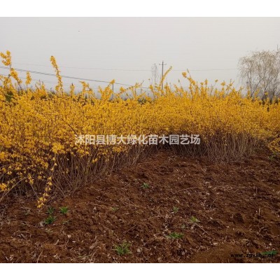 塔柏苗产地 塔柏价格 塔柏图片 销售塔柏苗 四季常青苗木