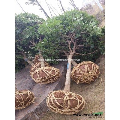 8公分桂花，，9公分桂花价格，四季桂价格，丹桂价格