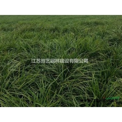 地艺苗圃大量供应洒金柏 洒金柏基地 江苏洒金柏价格