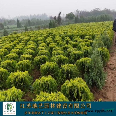 供应青桐产地 江苏地艺园林苗圃基地 江苏青桐价格