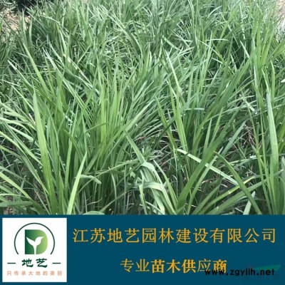 木槿 江苏木槿价格产地 江苏地艺园林苗圃基地
