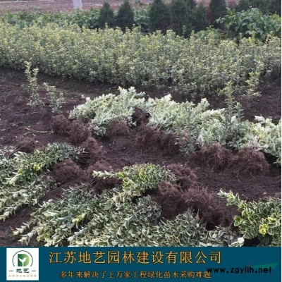供应榉树产地 江苏地艺园林苗圃基地 江苏榉树价格 江苏红榉