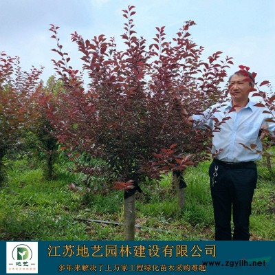 地艺苗圃大量供应金叶水杉价格 金叶水杉基地 金叶水杉图片