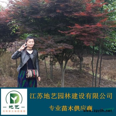 基地直销火棘球 火棘球照片 江苏火棘球价格