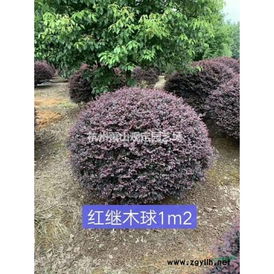 银姬水蜡球p1,2m---1,5m---1,8m冠