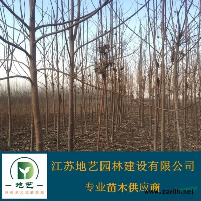 常年供应地径4公分、5公分、6公分、7公分、8公分等规格垂梅