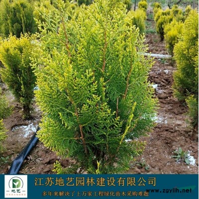 大量供应碧桃、碧桃图片、碧桃苗木基地