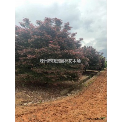 浙江红枫基地 大规格红枫出售 20公分红枫供应