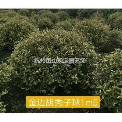 杭州萧山黄金菊大杯苗供应