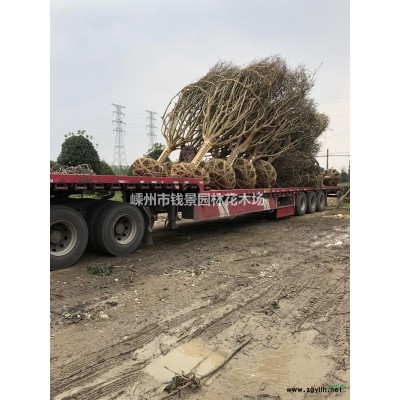 嵊州精品红枫供应商 浙江红枫基地 大规格红枫产地直供