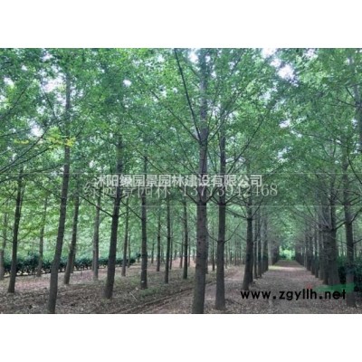 沭阳绿园景园林基地供应/苦楝/图片/价格/产地直销/低价批发