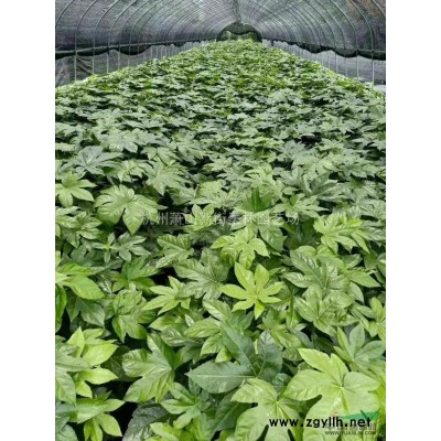 2020年浙江黄金构骨 杭州黄金构骨新报价