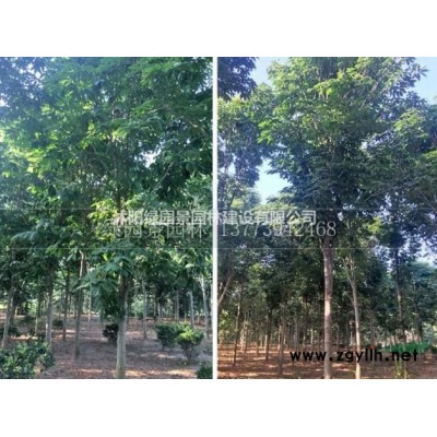 太阳李哪里便宜/沭阳绿园景园林/基地直销/产地批发价格/图片