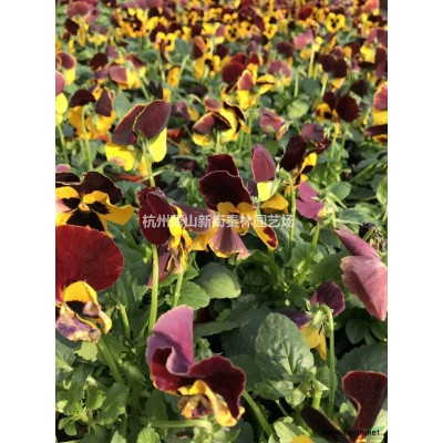 浙江木芙蓉 萧山木芙蓉价格批发/供应