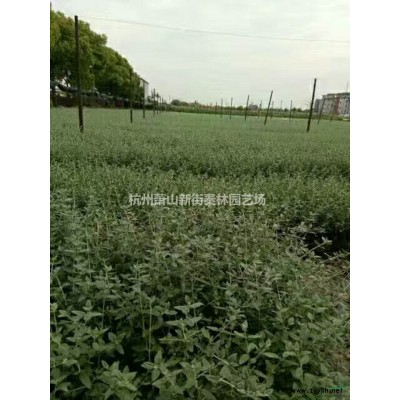 浙江供应细茎针芧规格*