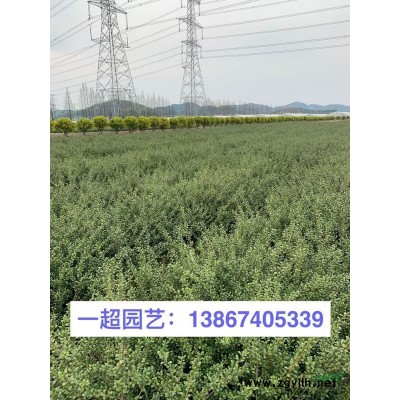 迎春批发 迎春小杯苗 迎春价格 迎春花价格