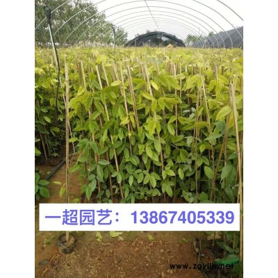 蜘蛛兰 蜘蛛兰价格 蜘蛛兰哪里便宜