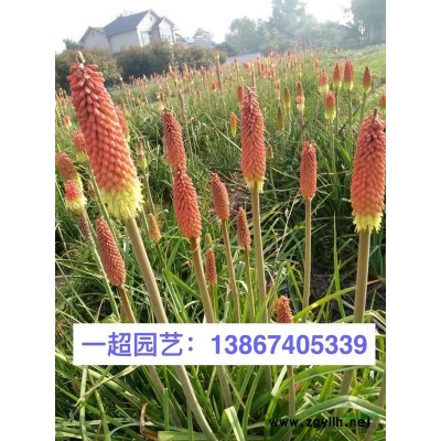 木贼 木贼苗圃 木贼价格