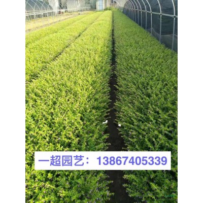 浙江美人蕉基地直销/彩虹美人蕉 精品彩虹美人蕉大量出售