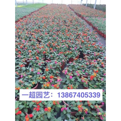 活血丹 青叶活血丹 活血丹价格