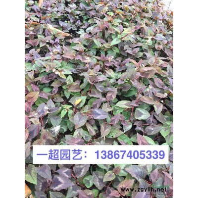 千屈菜 红花千屈菜 白花千屈菜 千屈菜价格