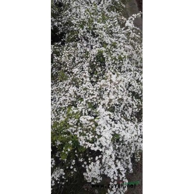 小杯黄金菊基地实拍视频 浙江小杯黄金菊