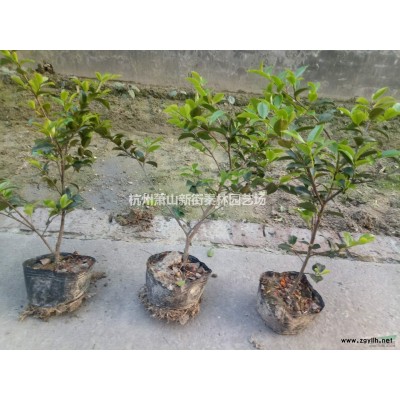 浙江大叶金边玉簪 杭州金边玉簪介绍/特征/用途