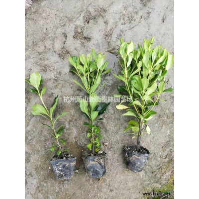 优质特价银叶菊 浙江银叶菊 萧山小苗产地直销