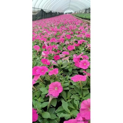 浙江小叶纹母价格哪里好/哪家便宜