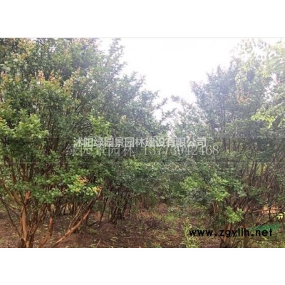 苗木基地供应/丛生紫荆/图片/价格/沭阳绿园景园林/批发价格