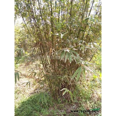 供应金禾女贞球 柱子 及各类小苗 小毛球