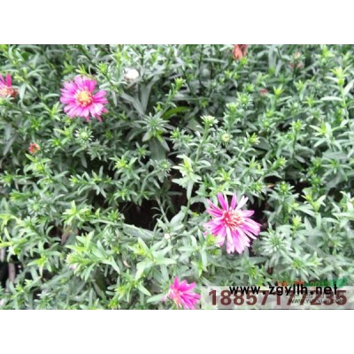 花叶菖蒲*新价格/花叶菖蒲报价