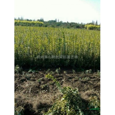 杭州萧山红花继木球，红花继木球供应，2020年红花继木球价格