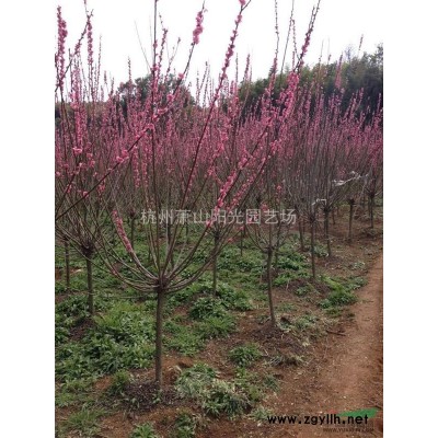 供应各规格精品红叶石楠柱