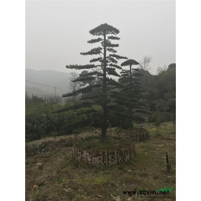 供应桃叶珊瑚色块苗及小毛球