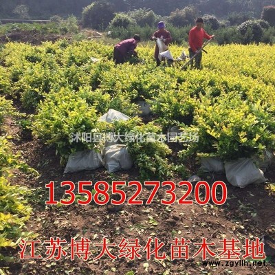 供应10-20公分迎春小苗价格优惠 扦插小苗