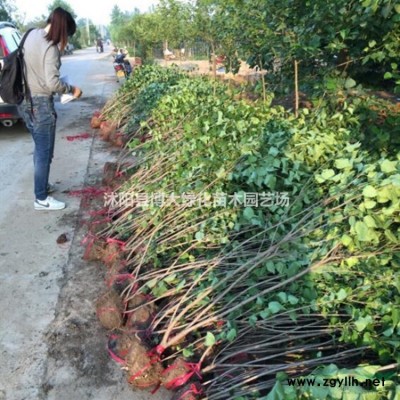 40公分高爬地柏低价批发供应