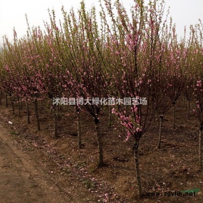 龙柏产地 小龙柏 直升龙柏 龙柏树 大龙柏球