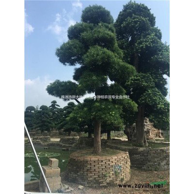 80公分高塔柏，一米高塔柏，1米5高塔柏，基地直销