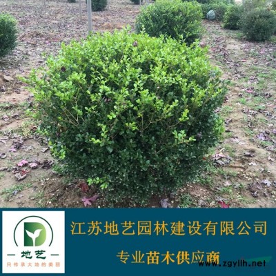 供应枇杷树产地 江苏地艺园林苗圃基地 江苏枇杷树价格