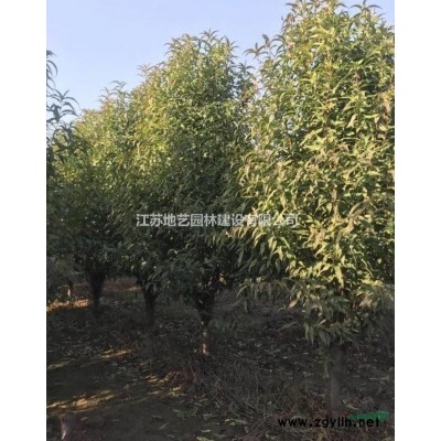 供应金丝垂柳产地 江苏地艺园林苗圃基地 江苏金丝垂柳价格