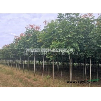 优质特价供应卫矛床苗、胶东卫矛、胶州卫矛产地直销/卫矛小苗