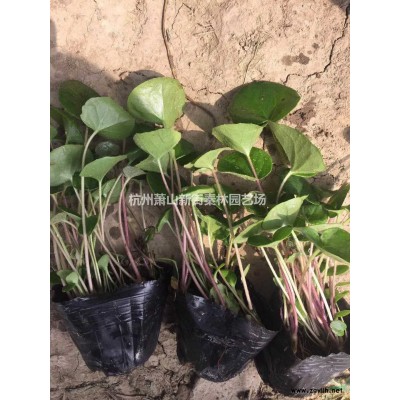 浙江水生鸢尾 杭州水生鸢尾 萧山水生燕尾批发/供应
