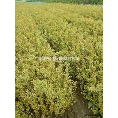 浙江金森女贞柱子 萧山金森女贞柱价格介绍/特征/用途