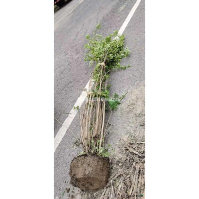 浙江大杯黄金菊 杭州大杯黄金菊价格介绍/特征/用途