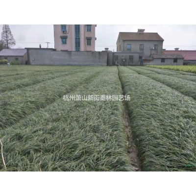 浙江墨西哥鼠尾草 杭州墨西哥鼠尾草哪里好/哪家便宜