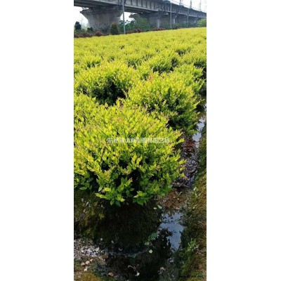 浙江供应小杯红花酢浆草规格*