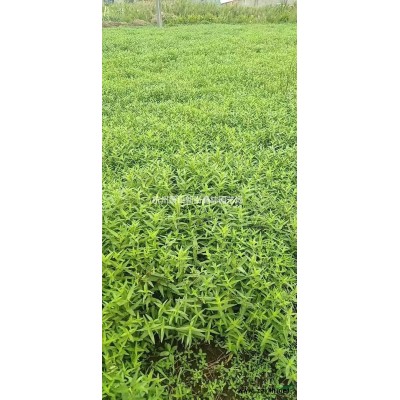 松果菊 萧山小苗 图片/松果菊 萧山小苗 报价