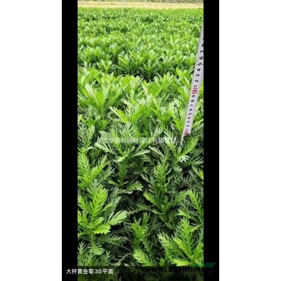 优质特价水生美人蕉价格 杭州水生美人蕉产地直销